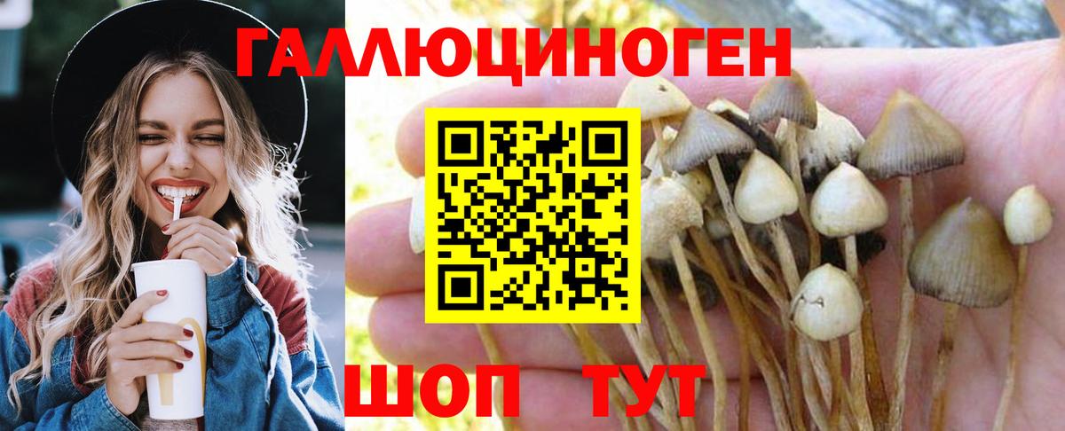 Галлюциногенные грибы Cubensis Махачкала